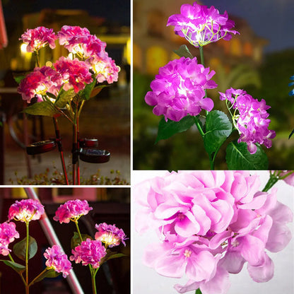 hortensia rose 